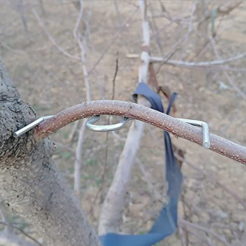 30pcs/set Fruit Tree Branch Pu – обзор и цена Gardening Tools Usa