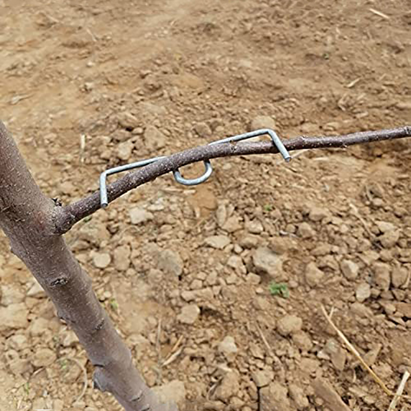 30pcs/set Fruit Tree Branch Pu – обзор и цена Gardening Tools Usa